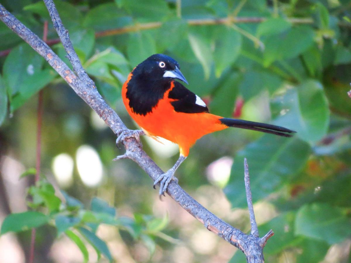 Southwild Pantanal Lodge Pixaim Dış mekan fotoğraf
