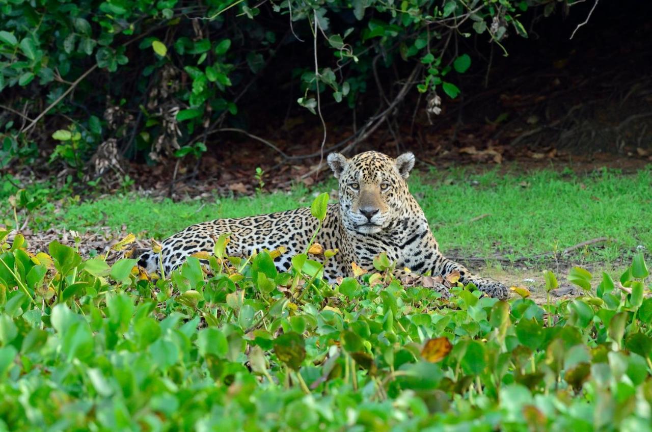 Southwild Pantanal Lodge Pixaim Dış mekan fotoğraf