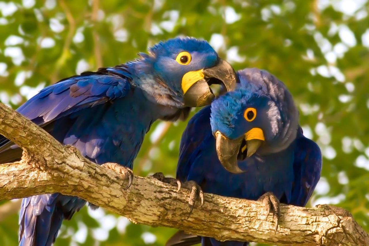 Southwild Pantanal Lodge Pixaim Dış mekan fotoğraf
