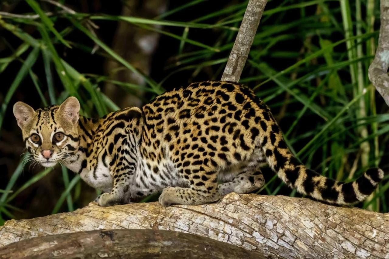 Southwild Pantanal Lodge Pixaim Dış mekan fotoğraf