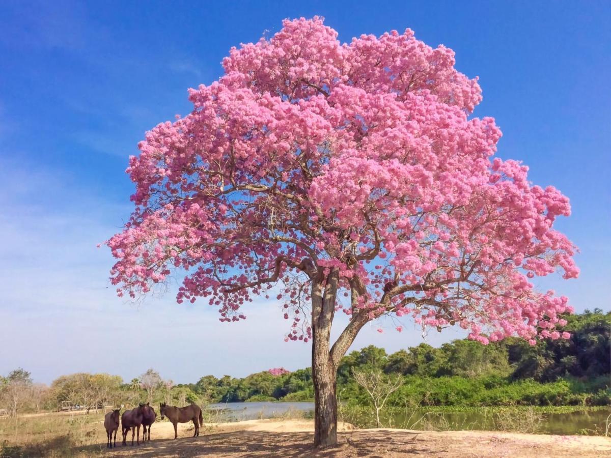 Southwild Pantanal Lodge Pixaim Dış mekan fotoğraf