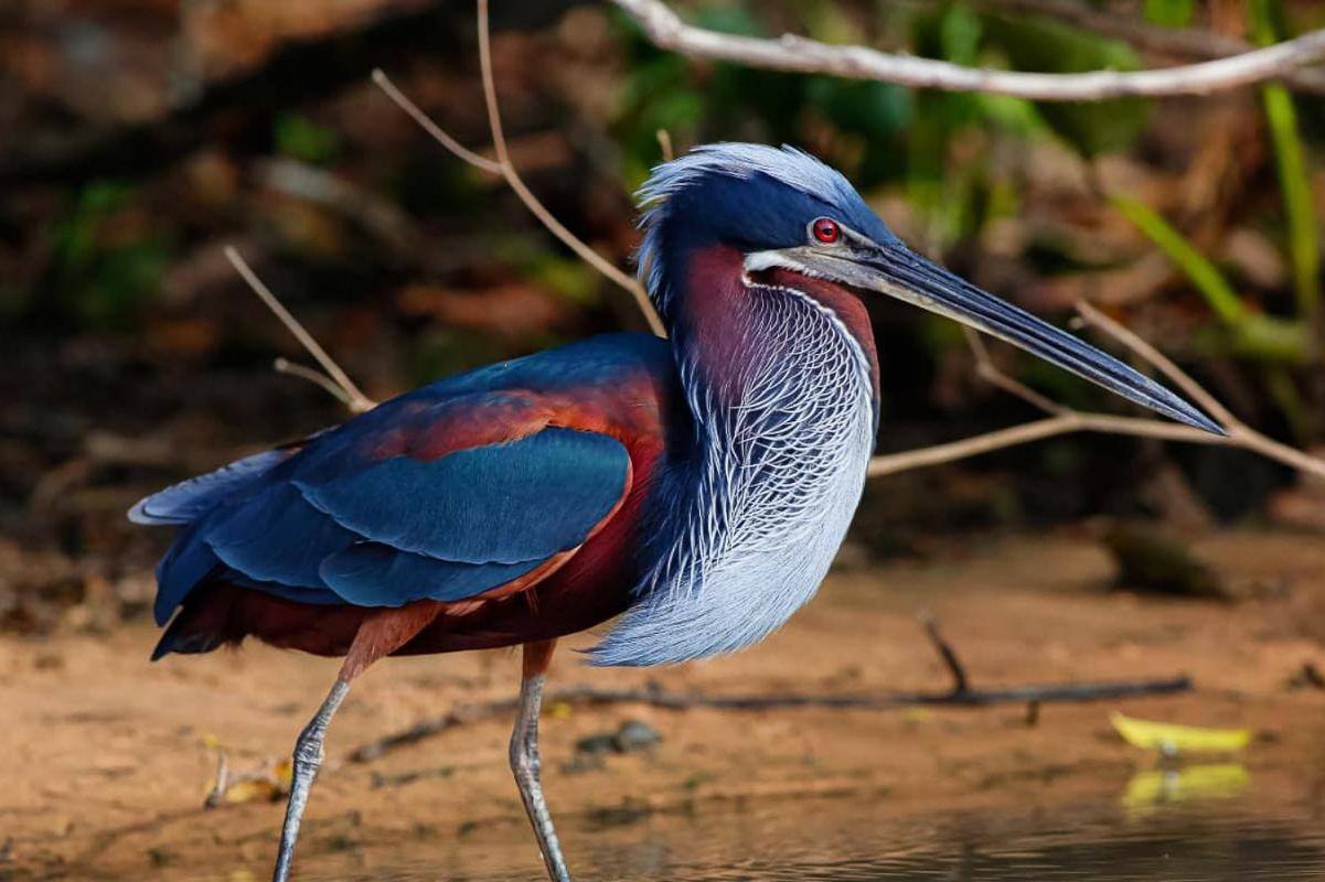 Southwild Pantanal Lodge Pixaim Dış mekan fotoğraf