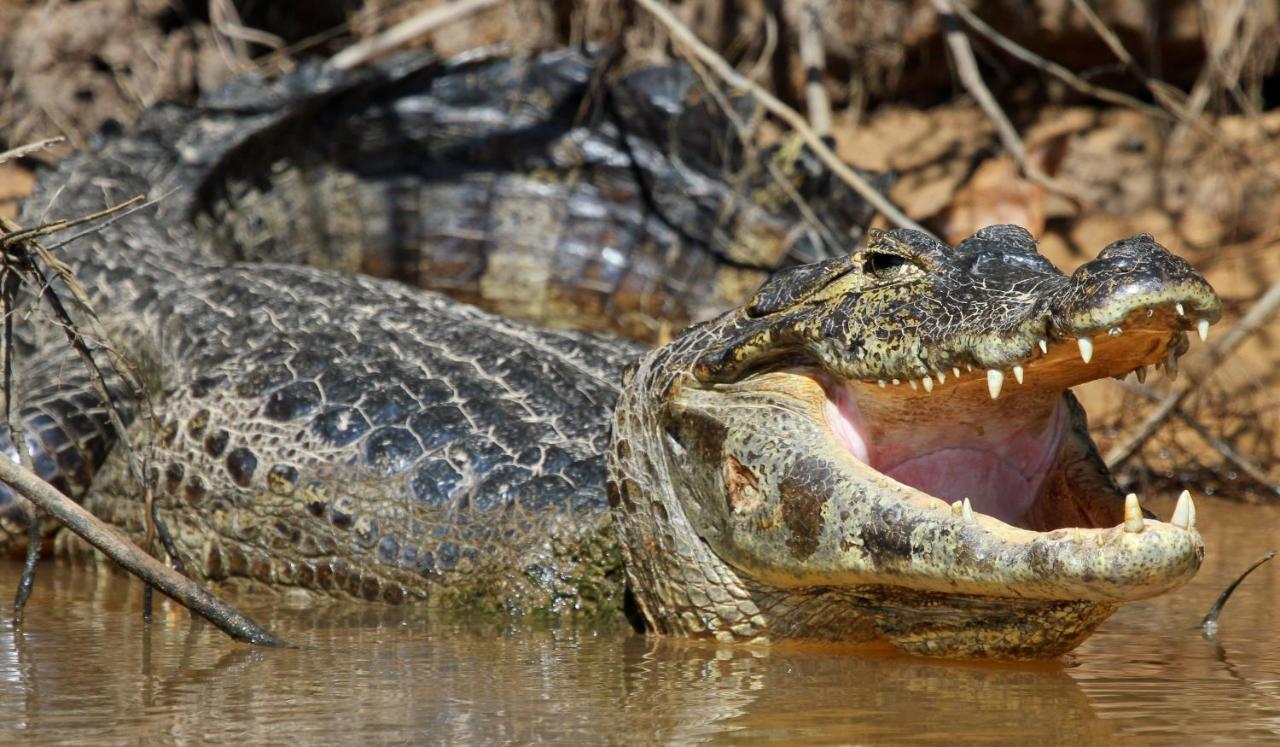 Southwild Pantanal Lodge Pixaim Dış mekan fotoğraf