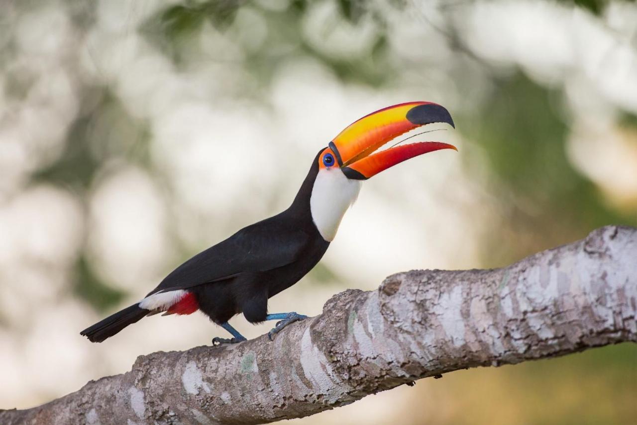 Southwild Pantanal Lodge Pixaim Dış mekan fotoğraf