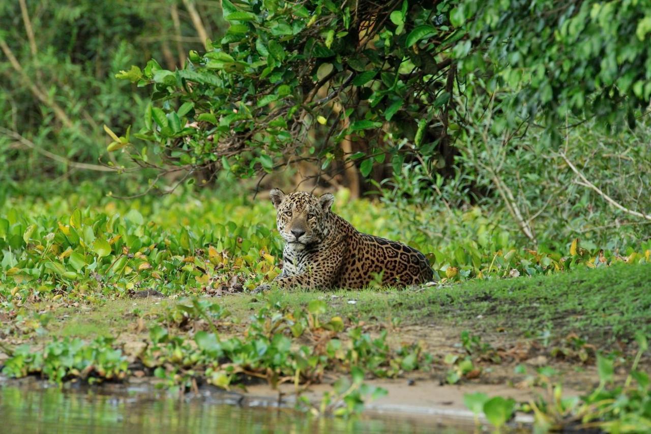 Southwild Pantanal Lodge Pixaim Dış mekan fotoğraf