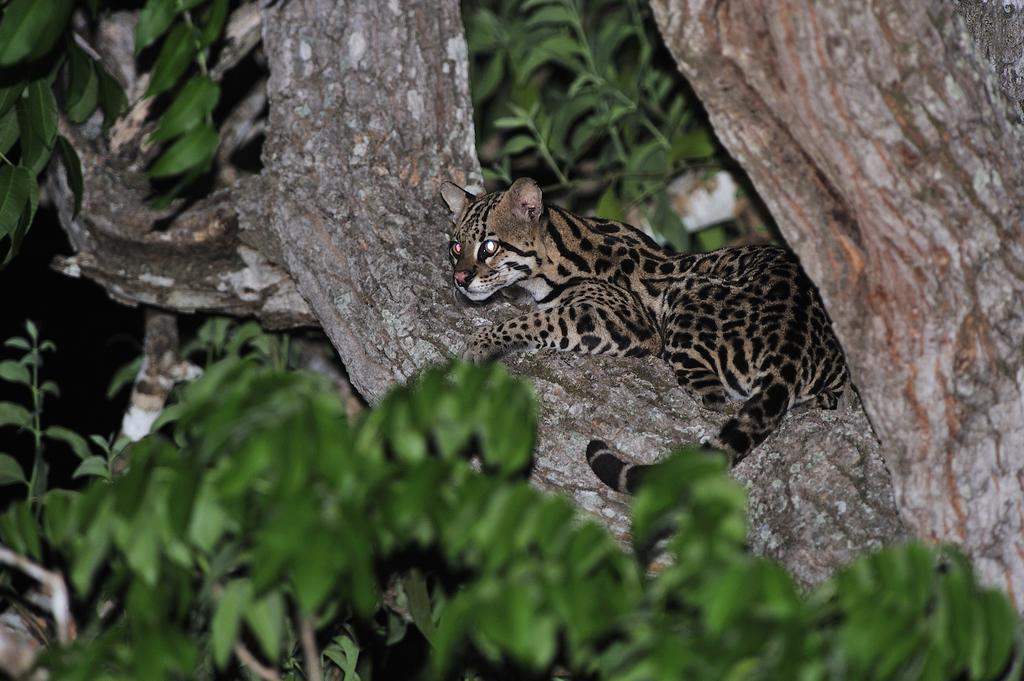 Southwild Pantanal Lodge Pixaim Dış mekan fotoğraf