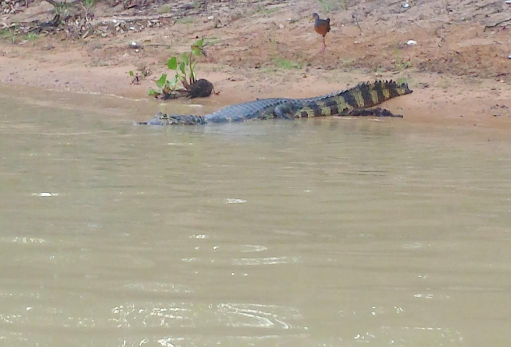 Southwild Pantanal Lodge Pixaim Dış mekan fotoğraf