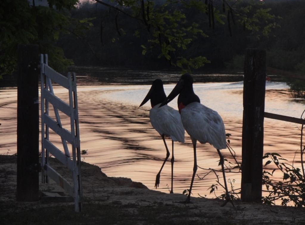 Southwild Pantanal Lodge Pixaim Dış mekan fotoğraf